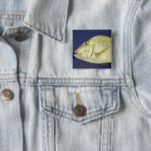 Saucereye Goldbrassen Button (Beispiel)