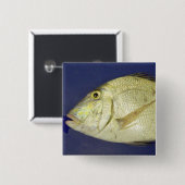 Saucereye Goldbrassen Button (Vorne & Hinten)