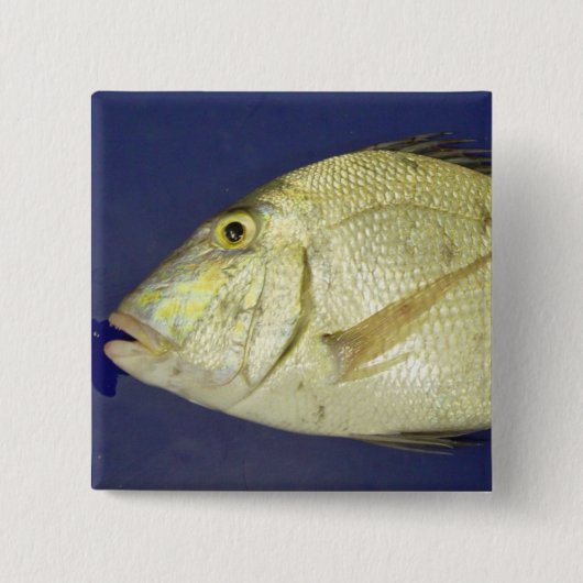 Saucereye Goldbrassen Button (Vorderseite)