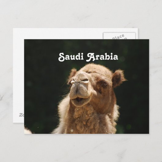 Saudi Arabian Camel Postkarte (Vorne/Hinten)