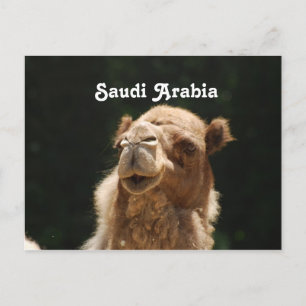 Saudi Arabian Camel Postkarte