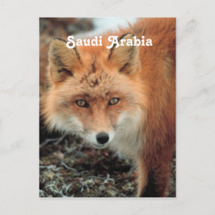 Saudi Arabian Fox Postkarte