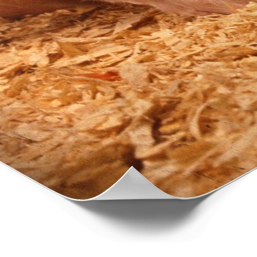 Sauen und Ferkel Poster (Ecke)