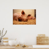 Sauen und Ferkel Poster (Küche)