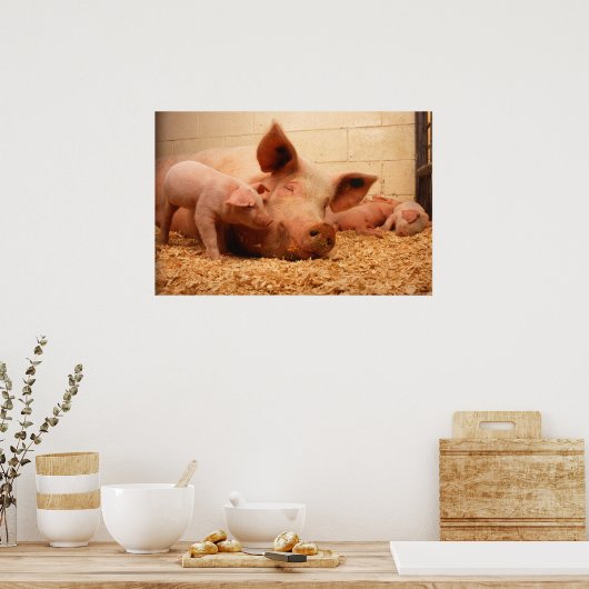 Sauen und Ferkel Poster (Küche)