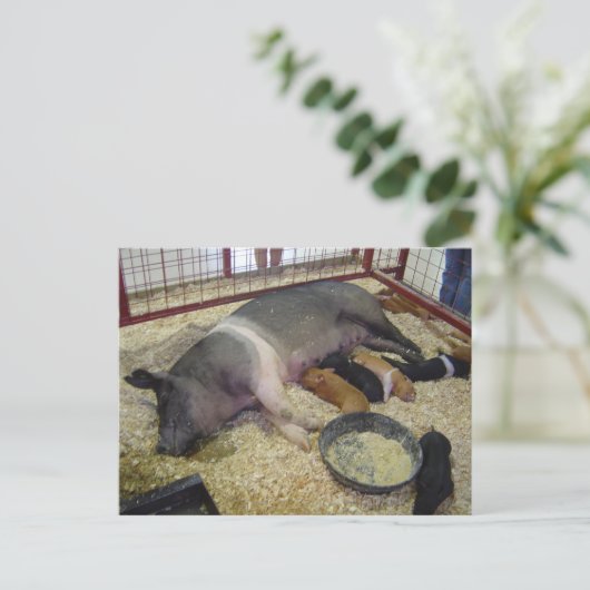 Sauen und Ferkel Postkarte (Stehend Vorderseite)