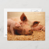 Sauen und Ferkel Postkarte (Vorne/Hinten)