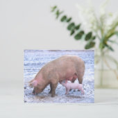 Sauen und Ferkel Postkarte (Stehend Vorderseite)
