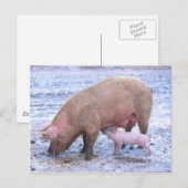 Sauen und Ferkel Postkarte (Vorne/Hinten)