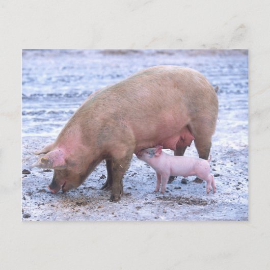 Sauen und Ferkel Postkarte (Vorderseite)