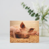 Sauen und Ferkel Postkarte (Stehend Vorderseite)