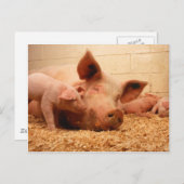 Sauen und Ferkel Postkarte (Vorne/Hinten)