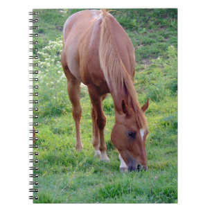 Sauerampfer Gelding Notizblock