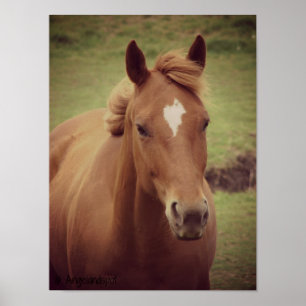 Sauerampfer-Pferd Poster
