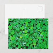 Sauerklee im Frühling Postkarte (Vorne/Hinten)