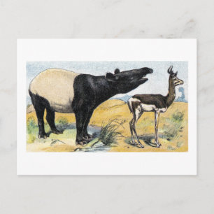 Säugetiere: Tapir und Gazelle Postkarte