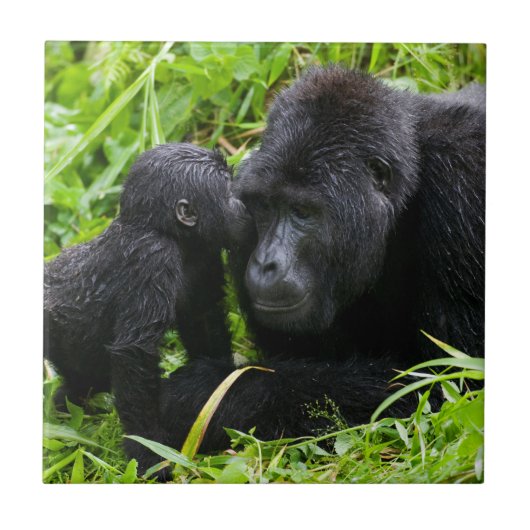 Säugling Gorilla Kisses Silverback Gorilla Fliese (Vorderseite)