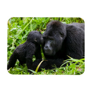 Säugling Gorilla Kisses Silverback Gorilla Magnet