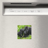 Säugling Gorilla Kisses Silverback Gorilla Magnet (In Situ (Geschirrspüler))