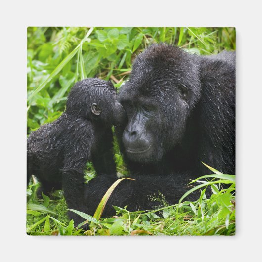 Säugling Gorilla Kisses Silverback Gorilla Magnet (Vorne)