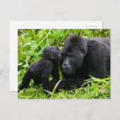Säugling Gorilla Kisses Silverback Gorilla Postkarte (Vorne/Hinten)