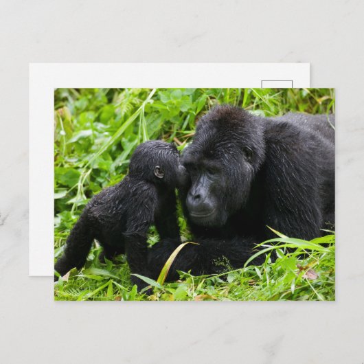 Säugling Gorilla Kisses Silverback Gorilla Postkarte (Vorne/Hinten)