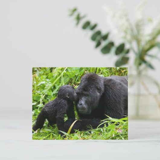 Säugling Gorilla Kisses Silverback Gorilla Postkarte (Stehend Vorderseite)
