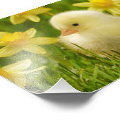 Säuglingsküken Fotodruck (Ecke)