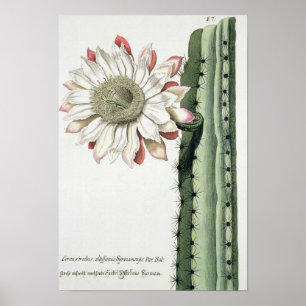 Säulenkaktus Erectus Altissimus Syrinamensis von Poster