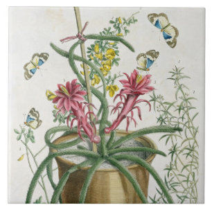 Säulenkaktus Minimus, c.1745 (farbiges litho) Fliese