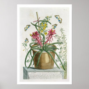 Säulenkaktus Minimus, c.1745 (farbiges litho) Poster