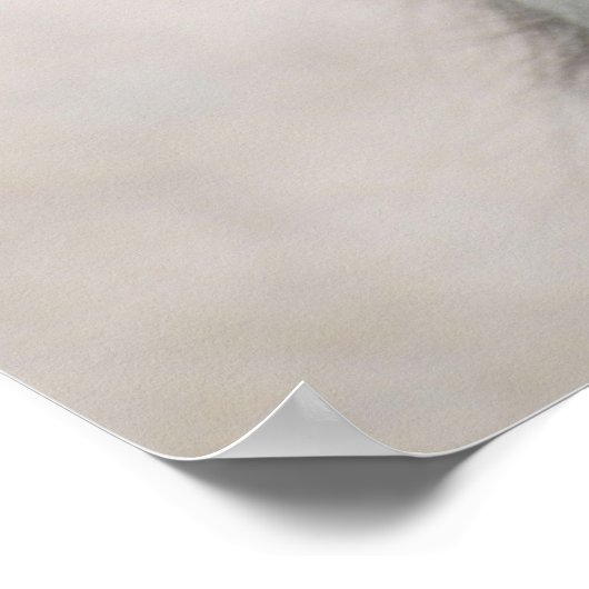 Saustralischer Hirtenhändler Poster (Ecke)