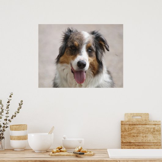 Saustralischer Hirtenhändler Poster (Küche)