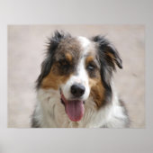 Saustralischer Hirtenhändler Poster (Vorne)