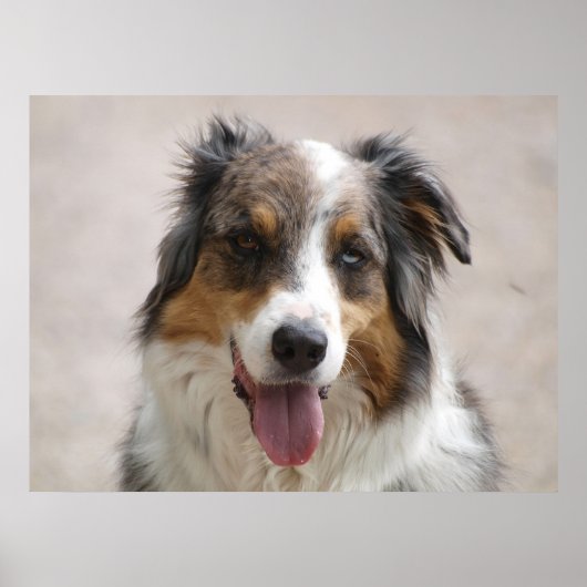 Saustralischer Hirtenhändler Poster (Vorne)