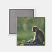 Savanna Monkey Magnet (Vorderseite/Rückseite)