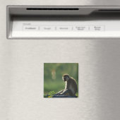Savanna Monkey Magnet (In Situ (Geschirrspüler))
