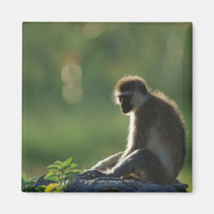 Savanna Monkey Magnet