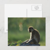 Savanna Monkey Postkarte (Vorne/Hinten)