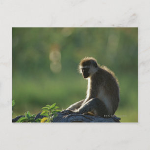 Savanna Monkey Postkarte