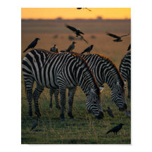 Savanna Stripes Stille