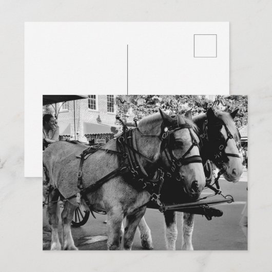 Savannah Arbeitspferde Postkarte (Vorne/Hinten)