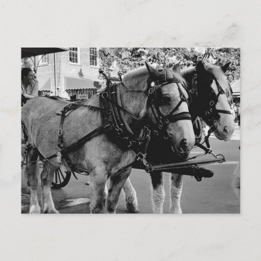 Savannah Arbeitspferde Postkarte (Vorderseite)