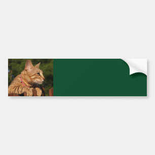 Savannah Cat Background Autoaufkleber