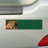 Savannah Cat Background Autoaufkleber (Auf Auto)