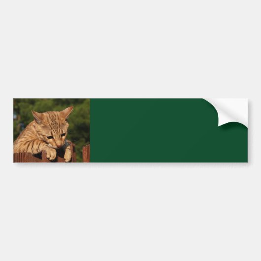 Savannah Cat Background Autoaufkleber (Vorne)