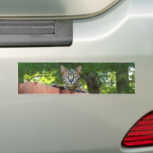 Savannah Cat Background Autoaufkleber (Auf Auto)
