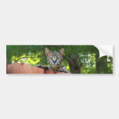 Savannah Cat Background Autoaufkleber (Vorne)