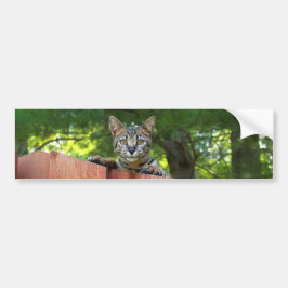Savannah Cat Background Autoaufkleber