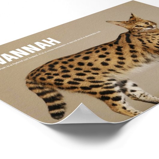 Savannah Cat Breed Poster (Ecke)